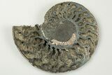 Cut & Polished, Pyritized Ammonite Fossil - Russia #198340-2